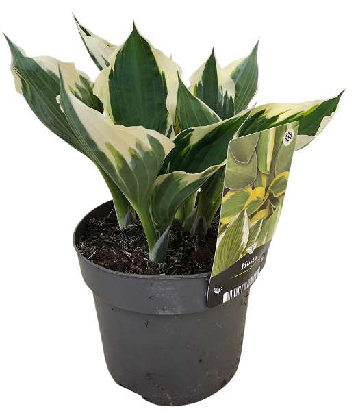 Picture of Hosta patriot