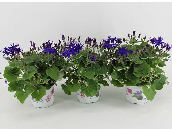 Picture of Senecio pericallis deep blue