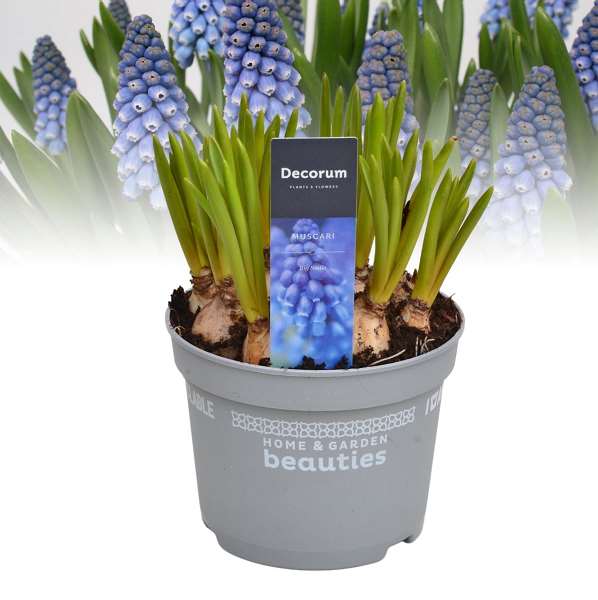 Picture of MUSCARI ARMENIACUM BIG SMILE