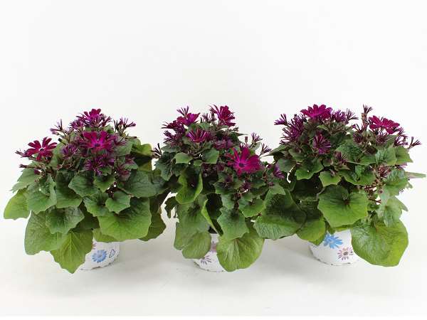 Picture of Senecio pericallis senetti mandela magenta