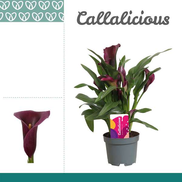Picture of Zantedeschia (calla) purple