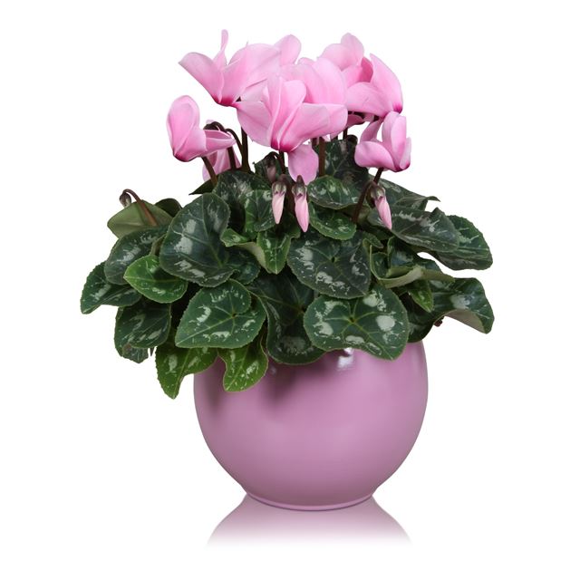 Picture of CYCLAMEN PINK IN PINK CERAMIC