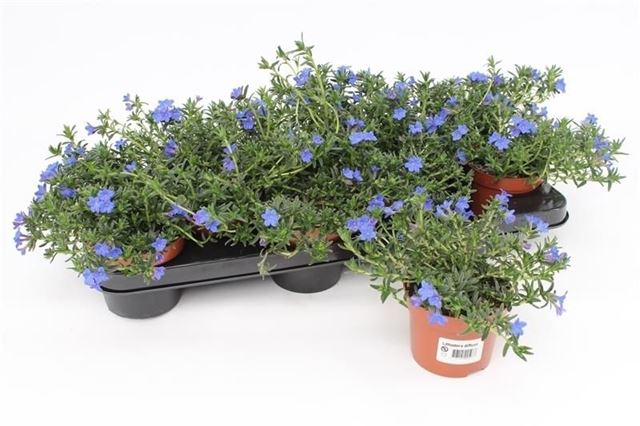 Picture of Lithodora diffusa
