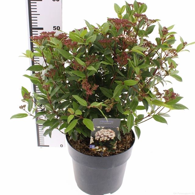 Picture of Viburnum tinus ladybird