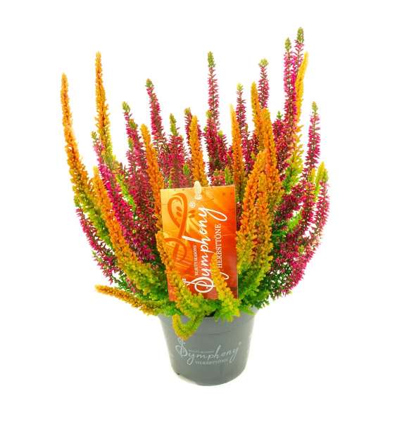 Picture of Calluna beauty ladies symphony