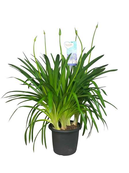 Picture of Agapanthus big blue