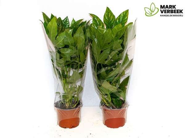 Picture of Fatsia japonica