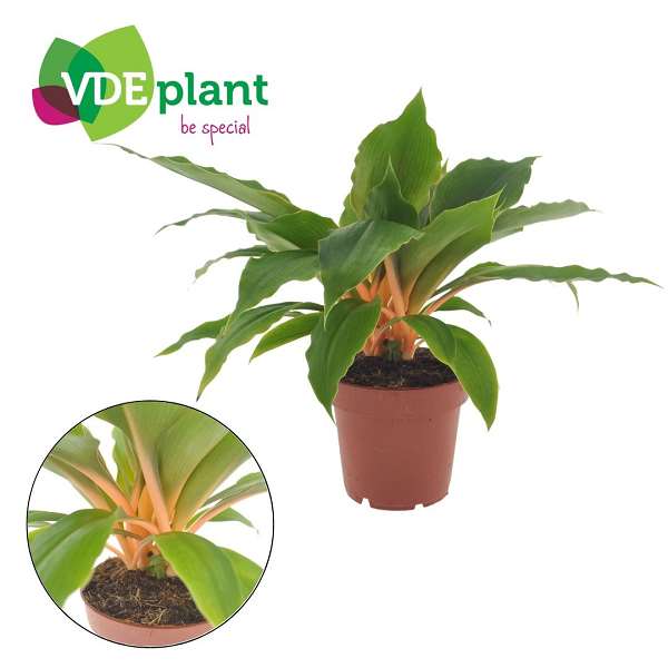 Picture of Chlorophytum fire flash
