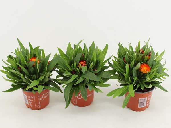 Picture of Bracteantha dreamtime copper