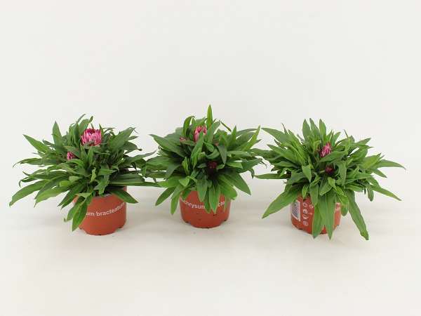 Picture of Bracteantha dreamtime pink