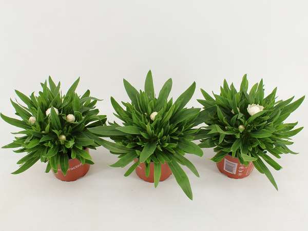 Picture of Bracteantha dreamtime white