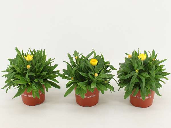 Picture of Bracteantha dreamtime yellow