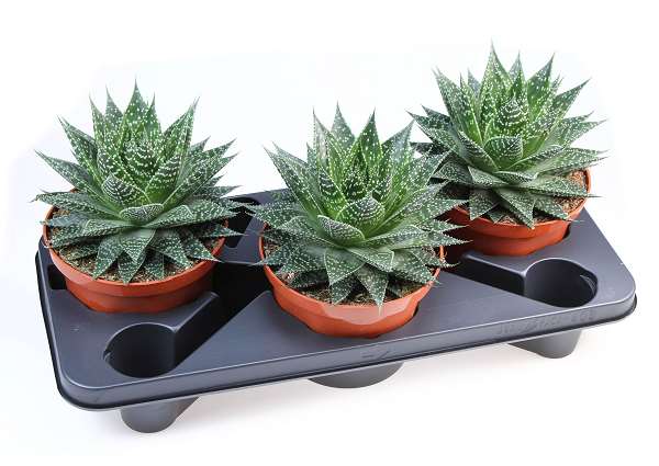 Picture of Gasteria aurora