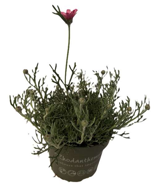 Picture of Rhodanthemum marrakech