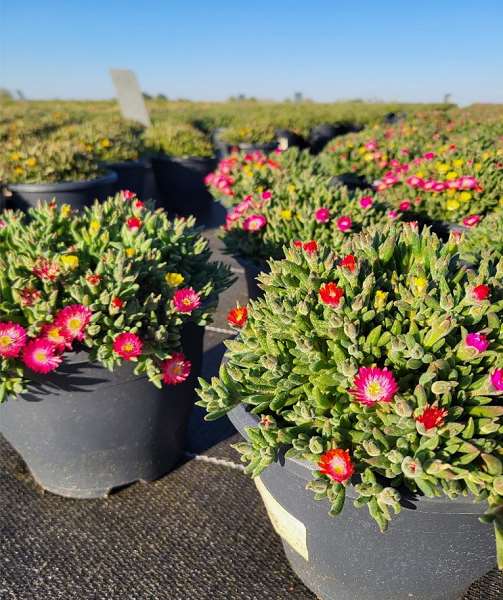 Picture of Delosperma cooperi ice cream swirl