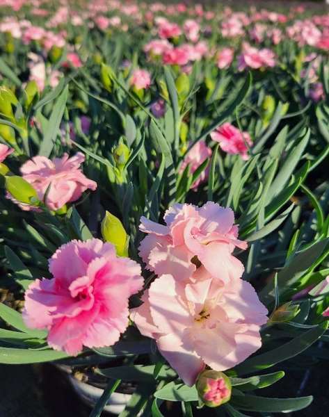 Picture of Dianthus caryo  sissy pink bowl