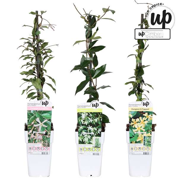 Picture of Trachelospermum our choice mix tray