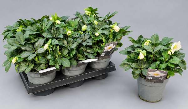 Picture of Helleborus niger christmas carol