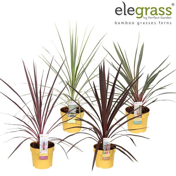 Picture of Cordyline australis mix tray