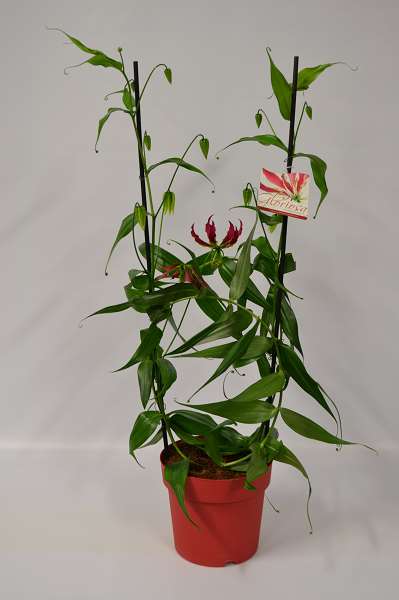 Picture of Gloriosa superba rothschildiana 2pp