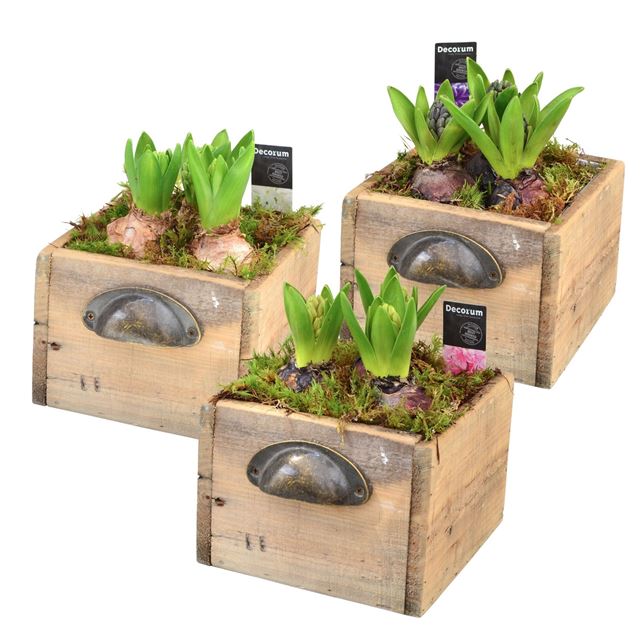 Picture of HYACINTHUS 03BULBS WOODEN DRAWER
