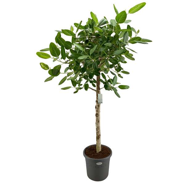 Picture of Ficus bengh audrey on stem