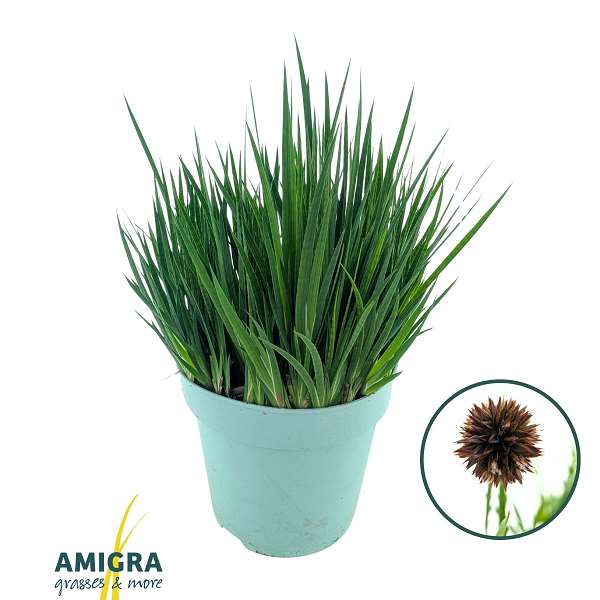 Picture of Juncus ensifolia