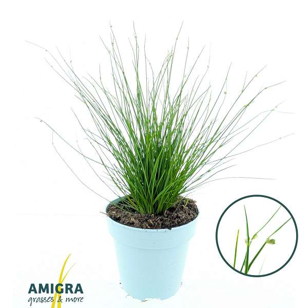 Picture of Scirpus isolepis