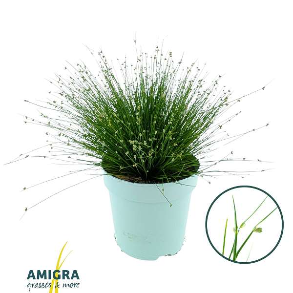 Picture of Scirpus isolepis