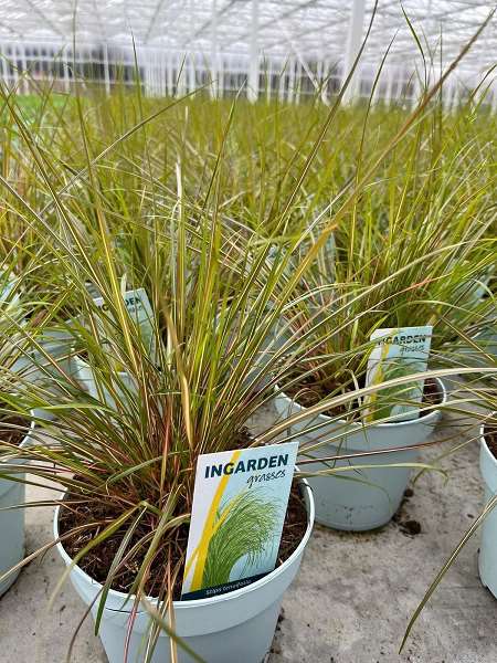 Picture of Stipa arundinacea pheasant
