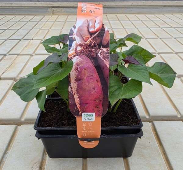 Picture of Patate douce beauregard 6 pack