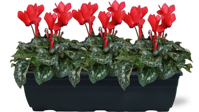 Picture of CYCLAMEN RED IN WINDOWBOX