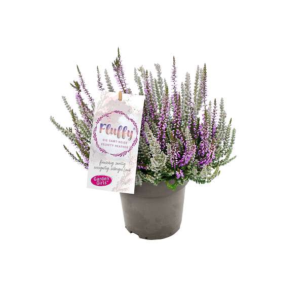 Picture of Calluna garden girls twister fluffy lonneby