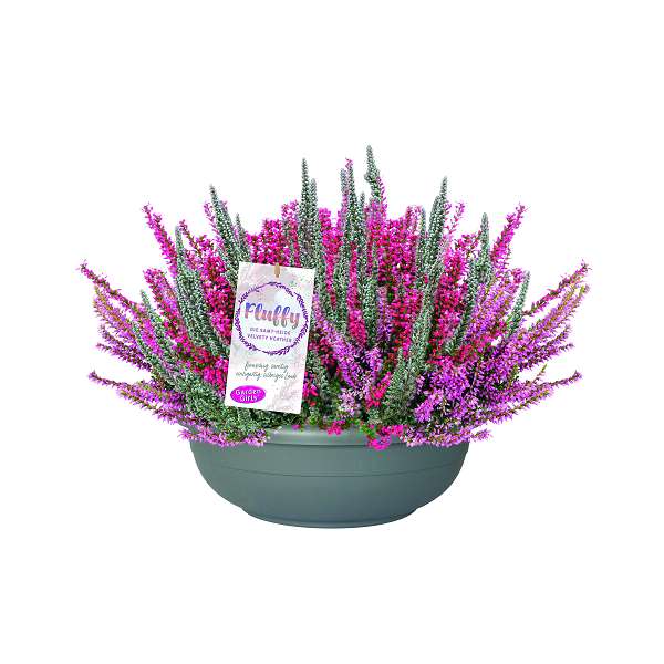 Picture of Calluna garden girls twister fluffy lonneby bowl
