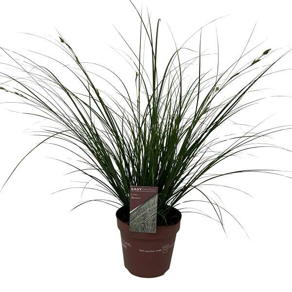 Picture of Carex brunnea
