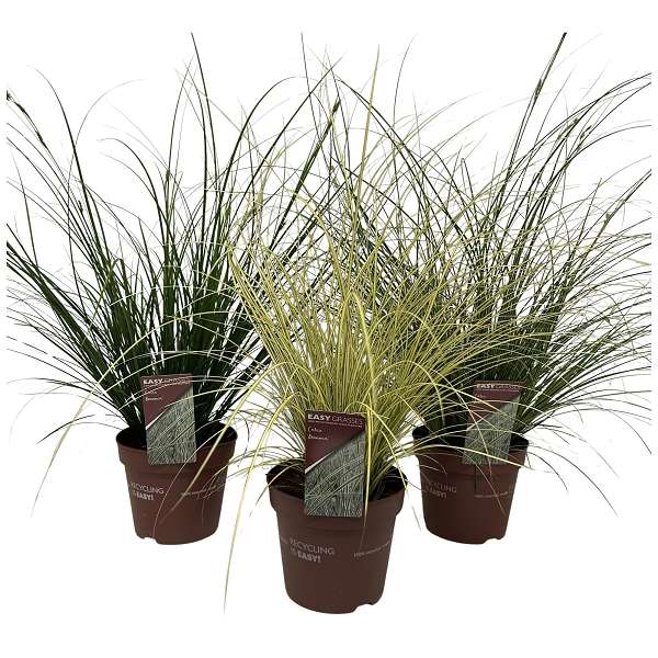 Picture of Carex brunnea mix