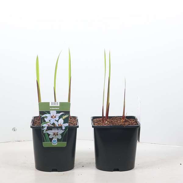 Picture of Gladiolus murielae