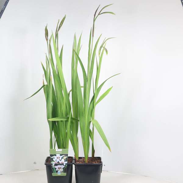 Picture of Gladiolus murielae
