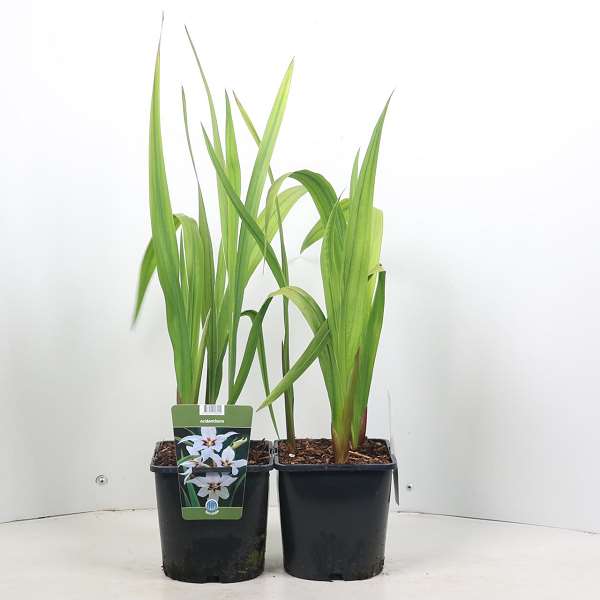 Picture of Gladiolus murielae