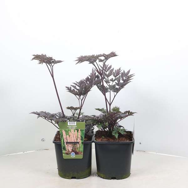 Picture of Actaea pink spike
