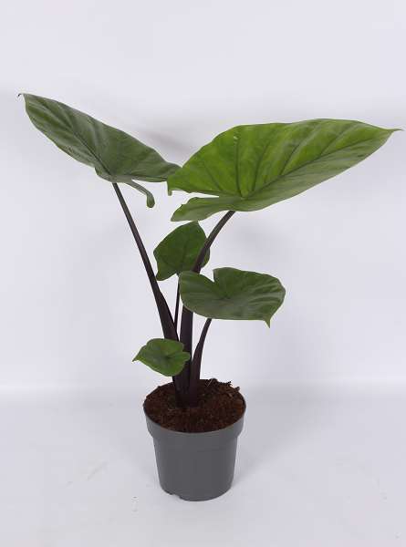 Picture of Alocasia dark star