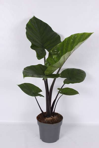 Picture of Alocasia dark star