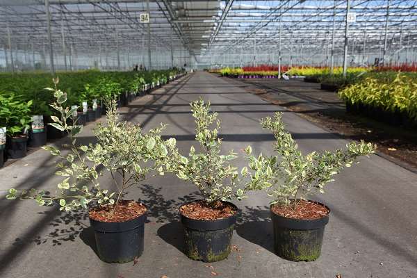 Picture of Betula nigra shiloh splash