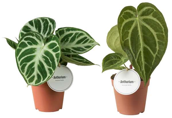 Picture of Anthurium mix