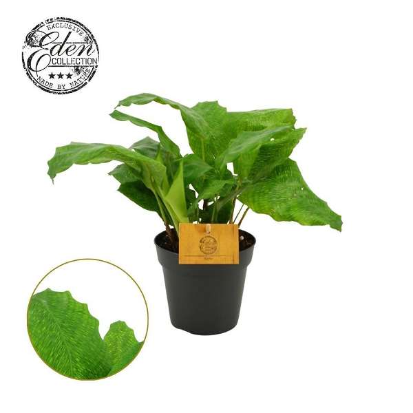 Picture of Calathea musaica network