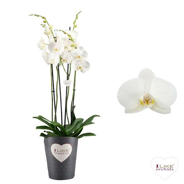 Picture of Phalaenopsis 04-stem duetto lunar landings