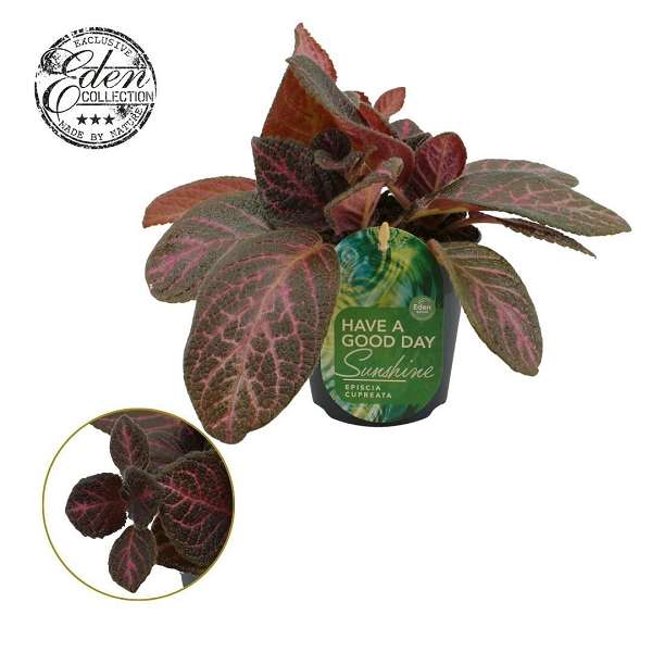 Picture of Episcia cupreata tier noche