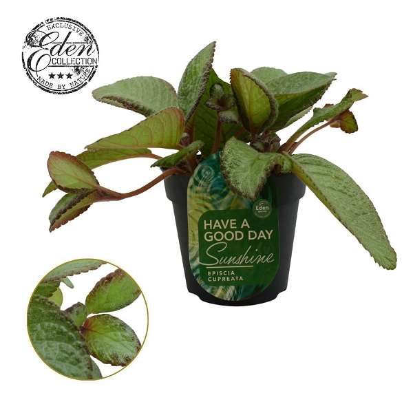 Picture of Episcia cupreata tierra menta