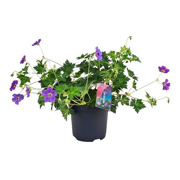 Picture of Geranium bloom me away