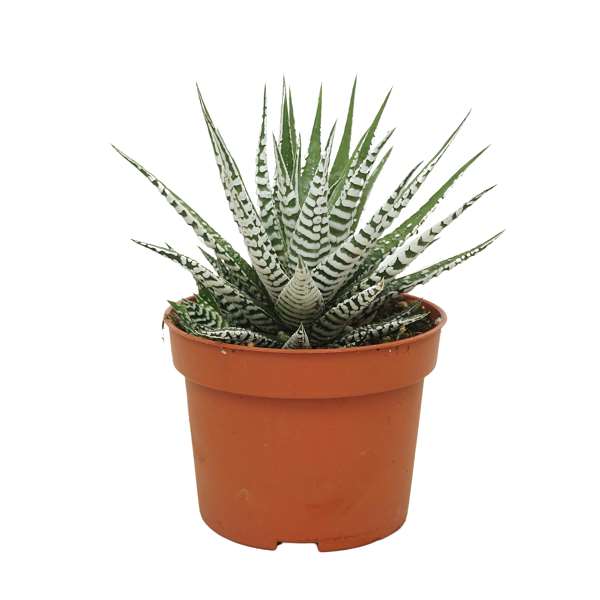 Picture of Haworthia fasciata alba